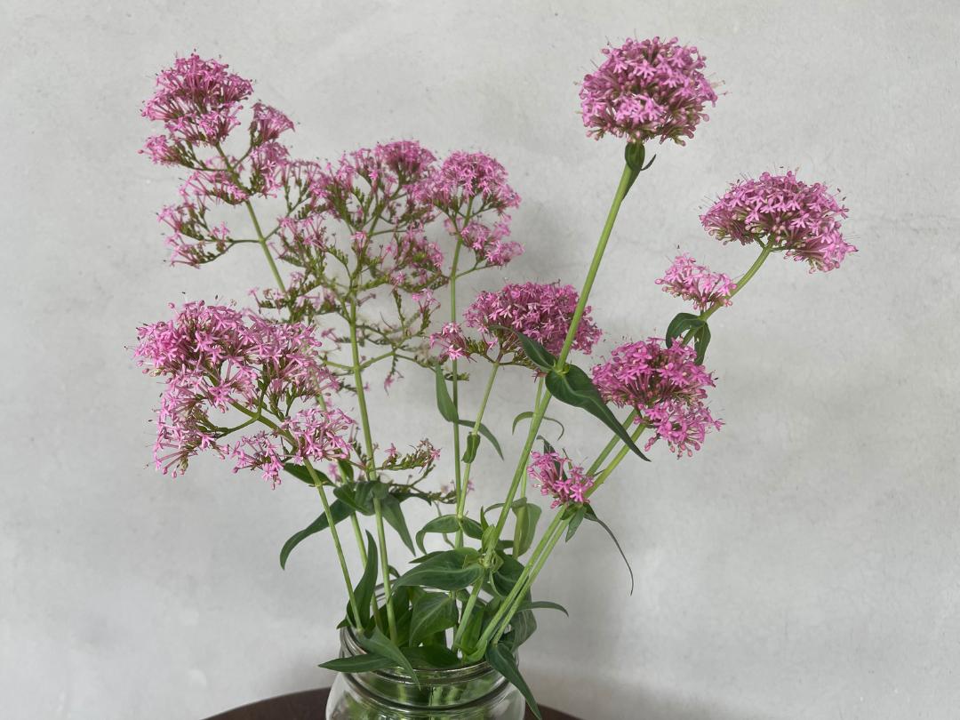 Jupiter's Beard cut flowers in a mason jar vase