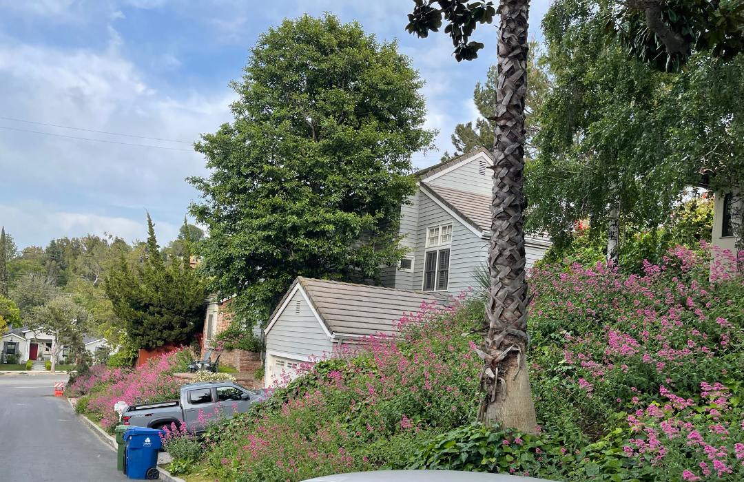 neighborhood street with Jupiter's Beard growing in all the yards