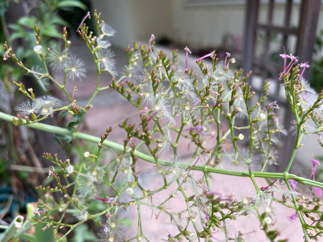 close up of Jupiter's Beard plant with a few blooms and fluffy seeds