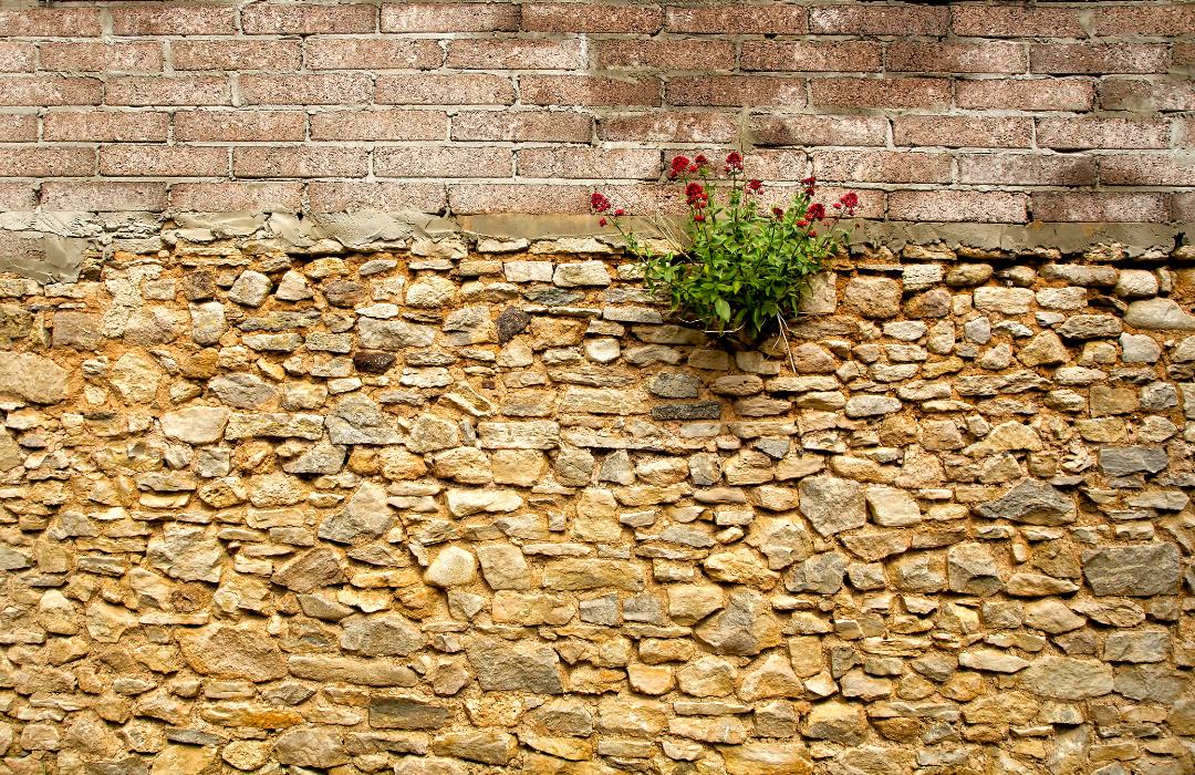 Jupiter's Beard growing between the stones of an stone wall