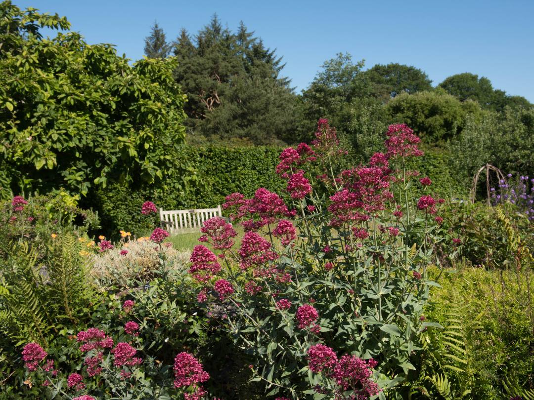 Jupiter's Beard plants growing in a garden with trees in background