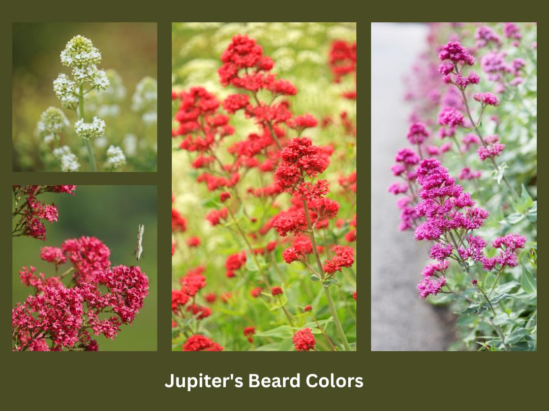 Jupiter's Beard plants with various colors of flowers