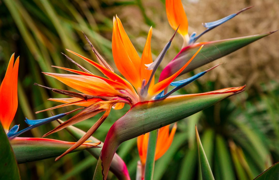Close up on bird of paradise plant