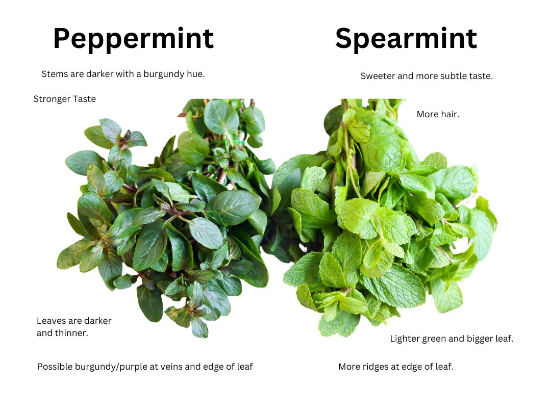peppermint vs spearmint images with descriptions