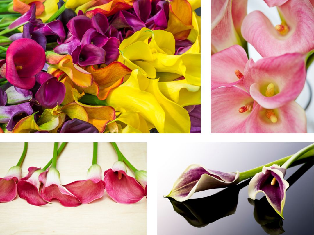 four close up photos of various colors of calla Lilly flowers, including yellow, pink, purple, orange