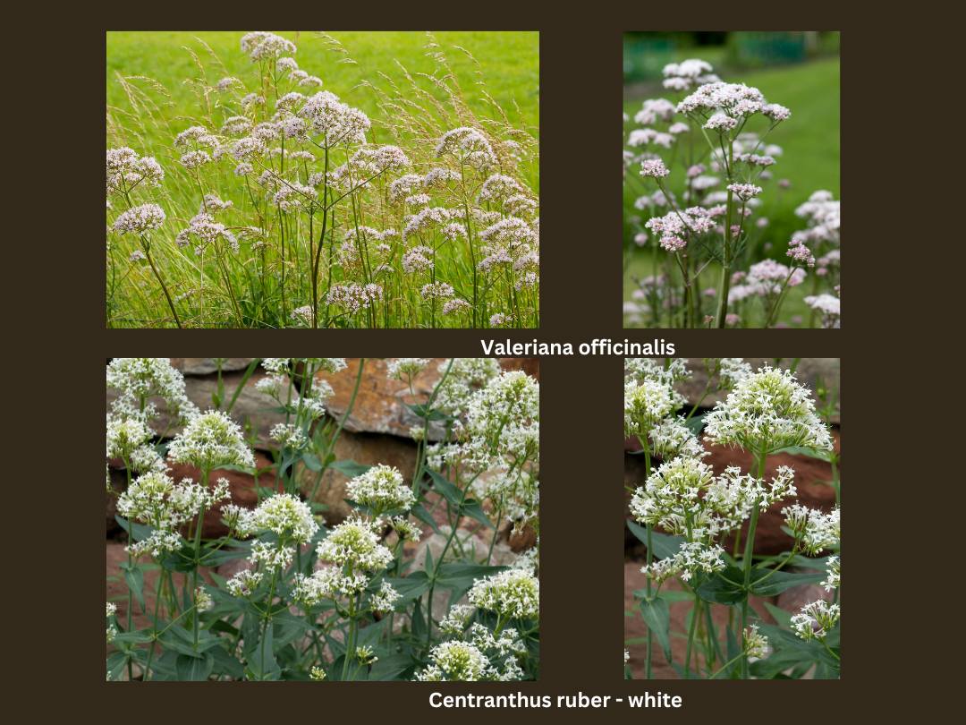 photos of Garden Valerian (Valeriana officinalis) and Red Valerian (Cetranthus ruber)