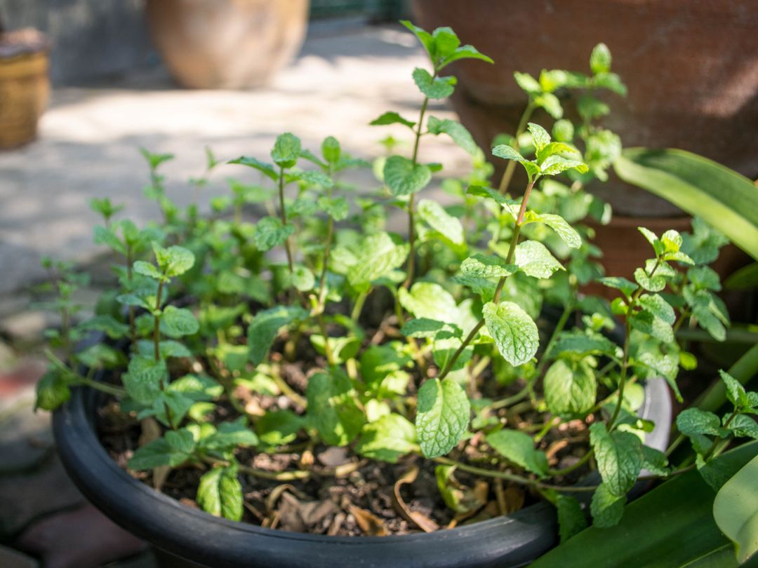 mint growing in a pot outside