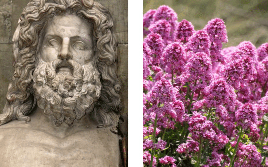 Jupiter bust statue and Jupiter's beard plant side by side photos