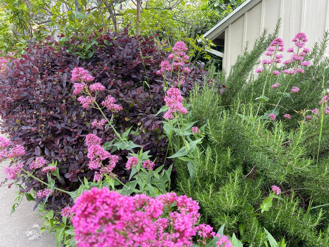 Jupiter's Beard plants growing next to rosemary and Loropetalum