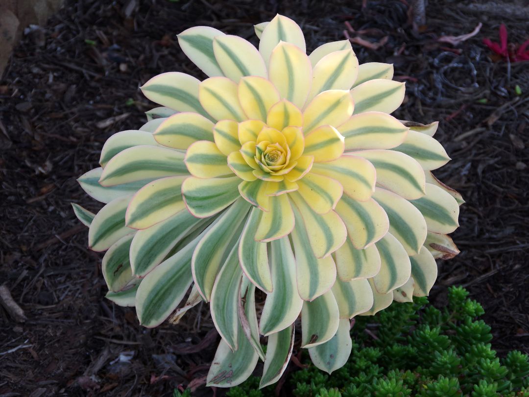 gorgeous Aeonium ‘Sunburst’ with green and white striped leaves