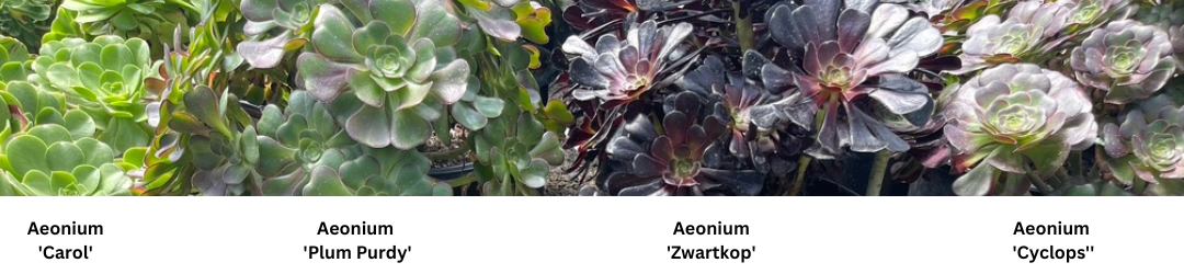 side-by-side photos of four aeonium varieties, each labeled underneath: Aeonium 'Carol', Aeonium 'Plum Purdy', Aeonium 'Zwartop', Aeonium 'Cyclops'