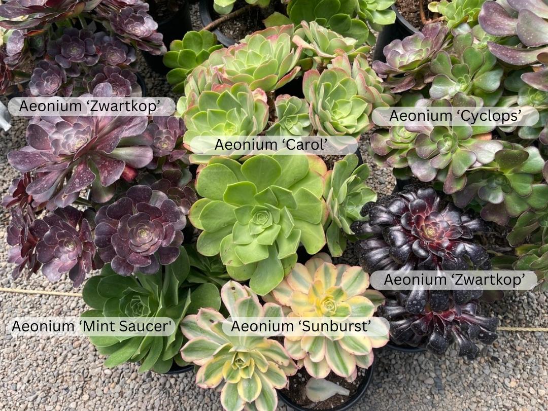 many varieties of aeonium growing next to each other, including Aeonium 'Carol', Aeonium 'Zwartkop', Aeonium 'Cyclops,' and others. Each type has text superimposed with name labeled