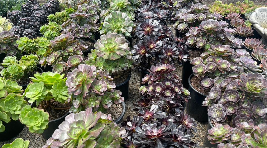 6 Popular Aeonium Varieties