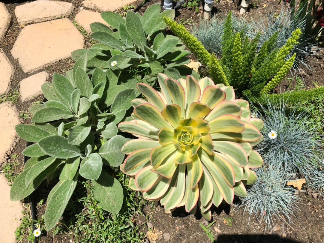 healthy Copper Pinwheel plant surrounded by other green plantings
