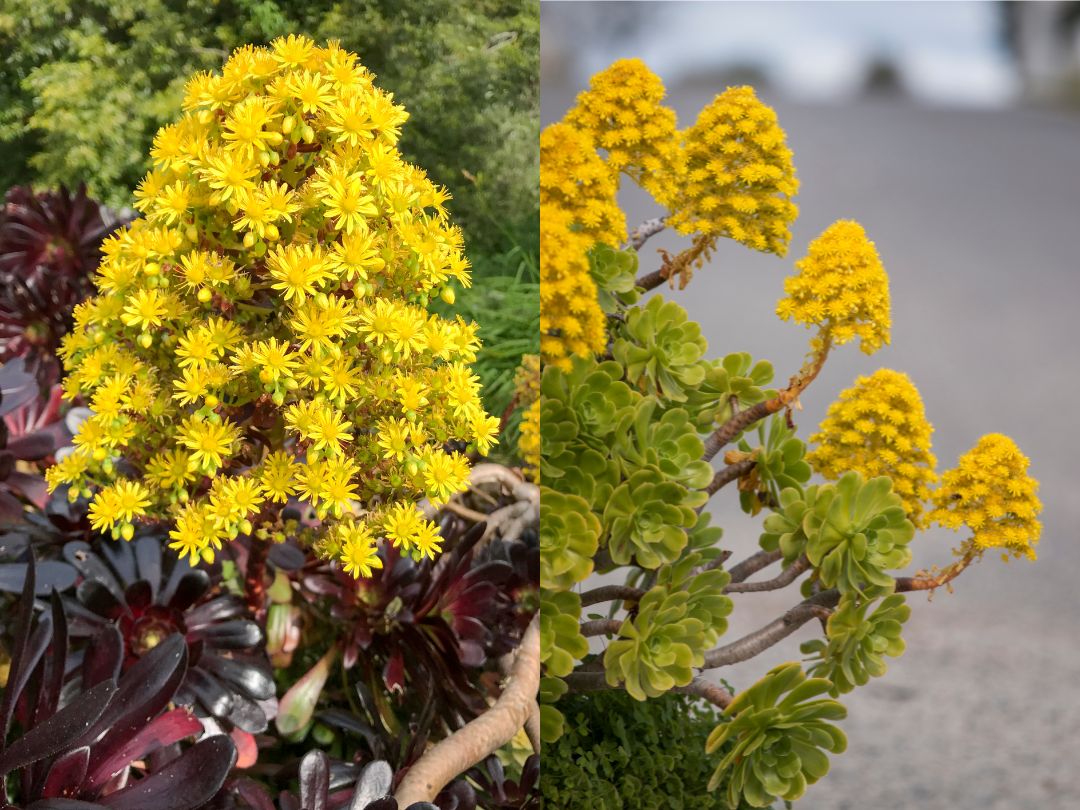 two aeonium plant varieties; one plant has dark purples leaves, the other has green leaves and both have yellow flowers 