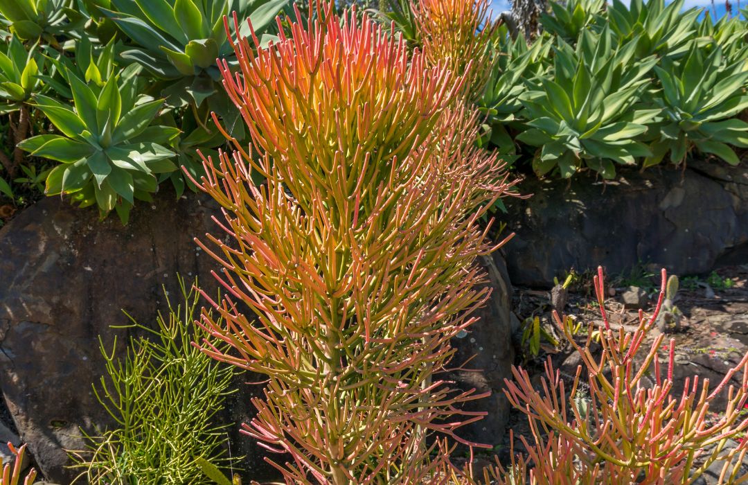 photo of tall euphorbia tirucalli succulent growing against a stone wall and surrounded by other succulents 