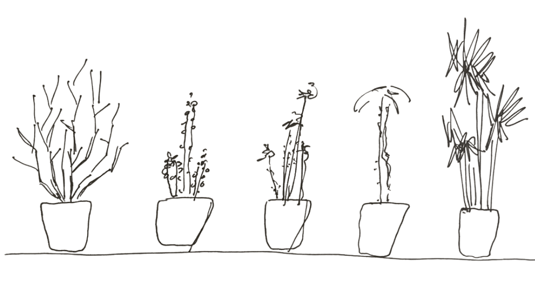 pencil sketch of five tall succulents in pots