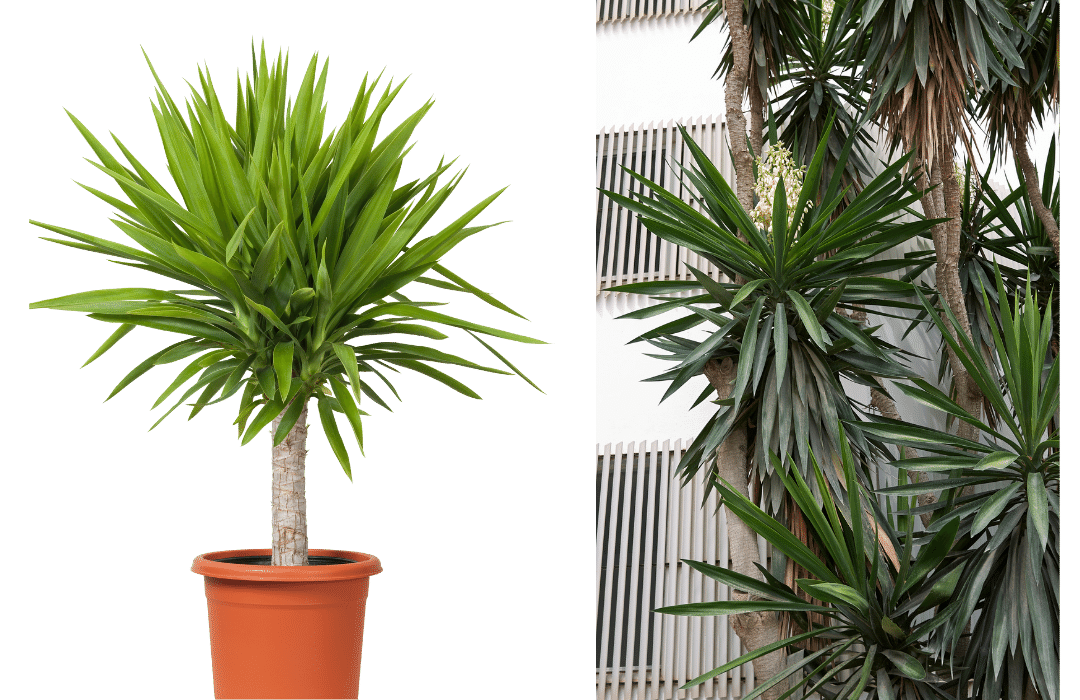 On the left is a potted Yucca Gigantea succulent; on the right are a few Yucca Gigantea succulents growing very tall and tree-like next to an apartment building