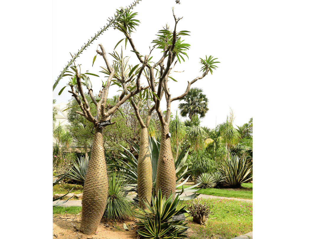 three tall Madagascar Palm succulents with bloated trunks, surrounded by green lawn and other trees and succulents