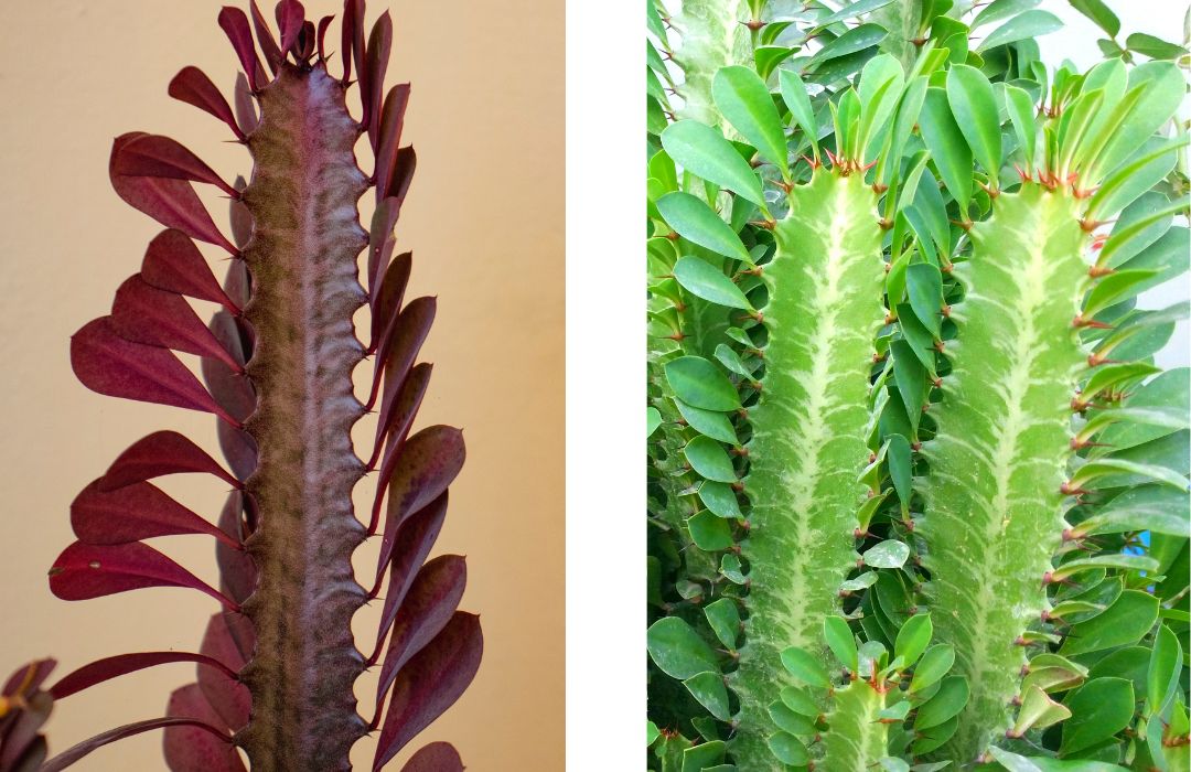 side by side photos of the tops of Euphorbia trigona - a purple-tone one on the left and green one on the right