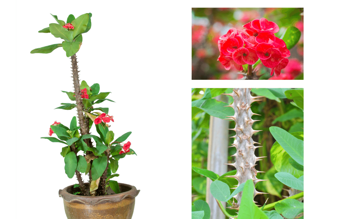 left side is photo of a potted Euphorbia milii plant with a tall stem. On the right top is a close up of the succulent's flowers and on the bottom right is a close up of the succulent's tall, thorny stem