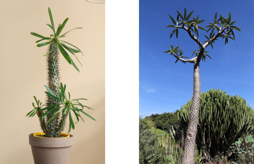 on the left is a Pachypodium Lamerei potted succulent and on the right is a Pachypodium Lamerei growing outdoors with a very tall stem and rising tall above the surrounding landscape; it looks tree-like