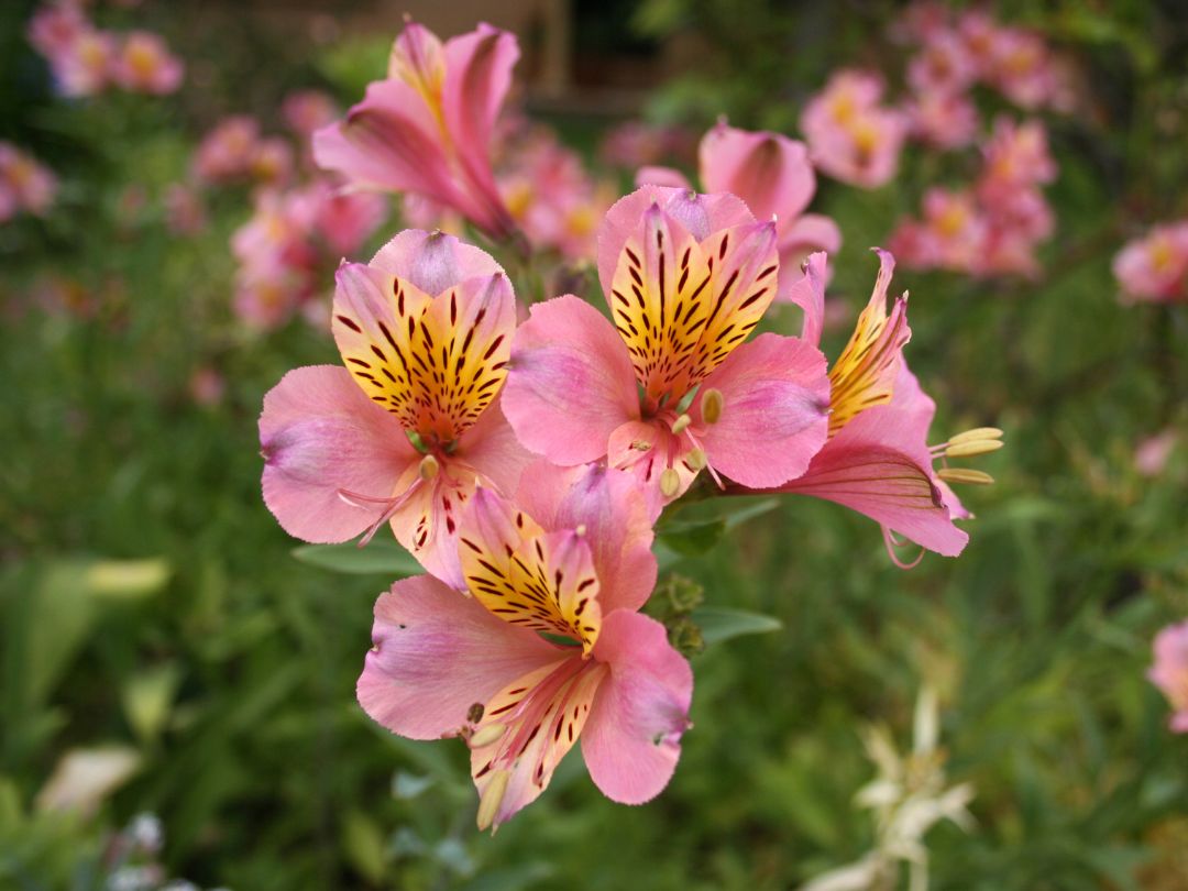 pink alstroemeria flowers with yellow on the petals