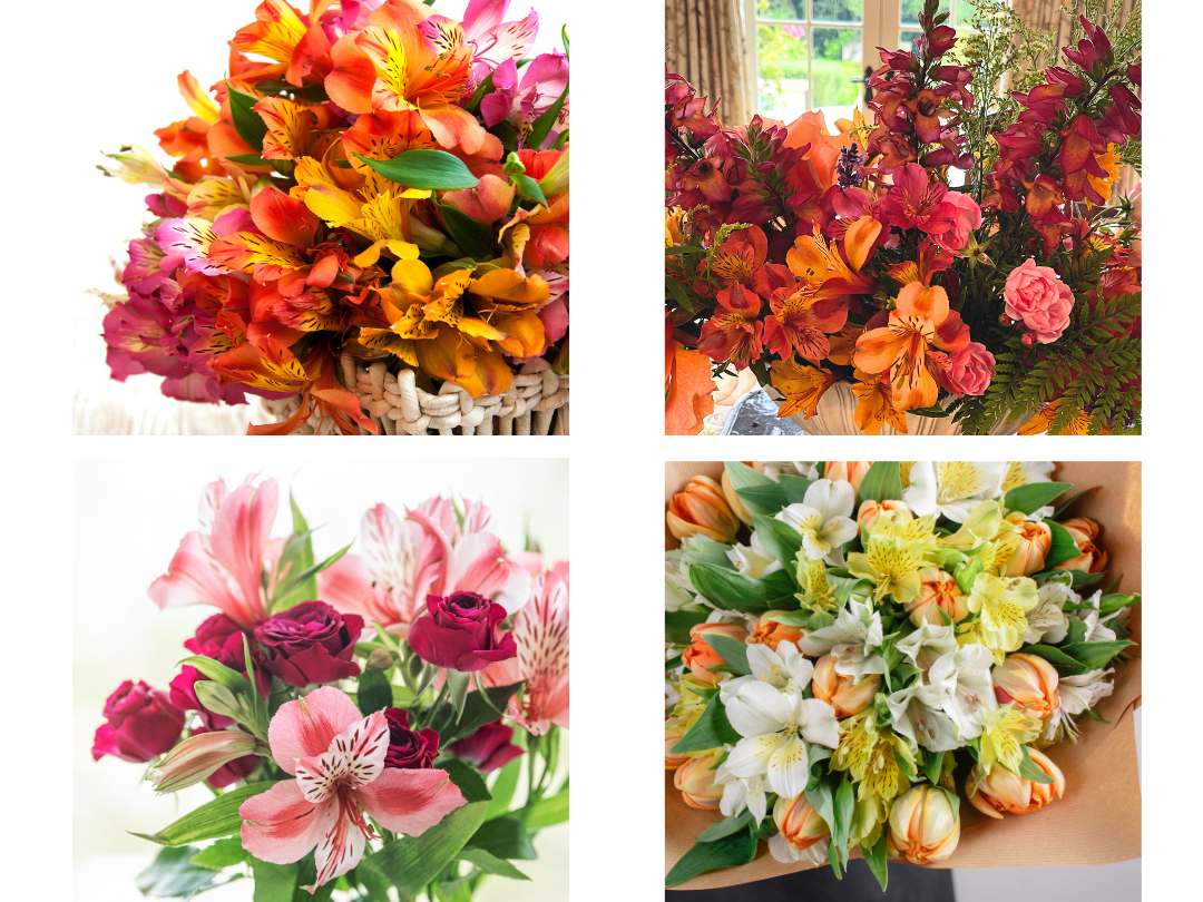 four squares each with a floral arrangement with colorful altroemeria