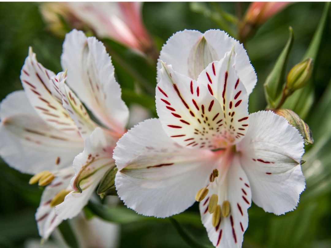 white alstroemeria flowers dotted with red and yellow