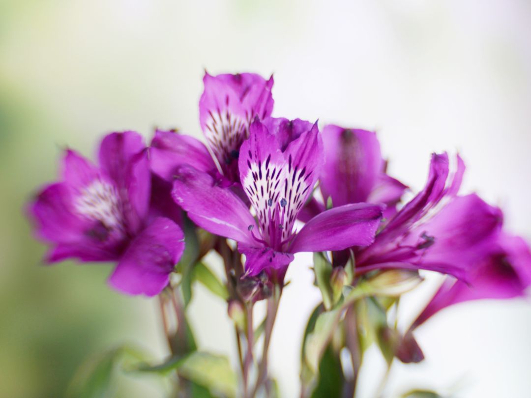 purple alstroemeria flowers 
