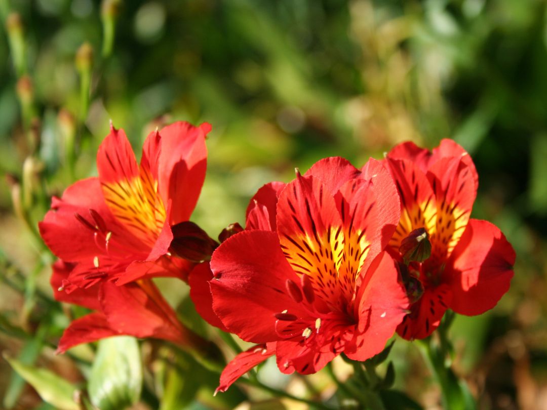 red alstroemeria flowers with yellow on petals