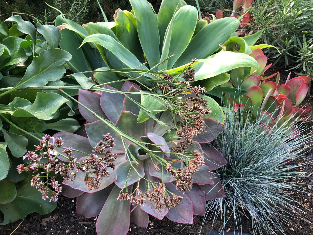 Echeveria Afterglow in a garden complemented with the blue of fescue grass and the green of the agave and statice leaves