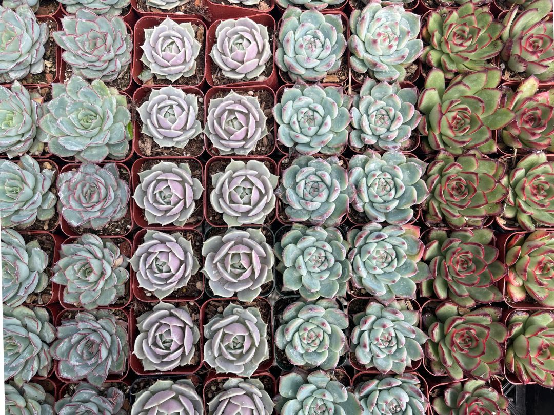 a nursery display of various echeveria types in colors ranging from pale green to rose to green with red tips.