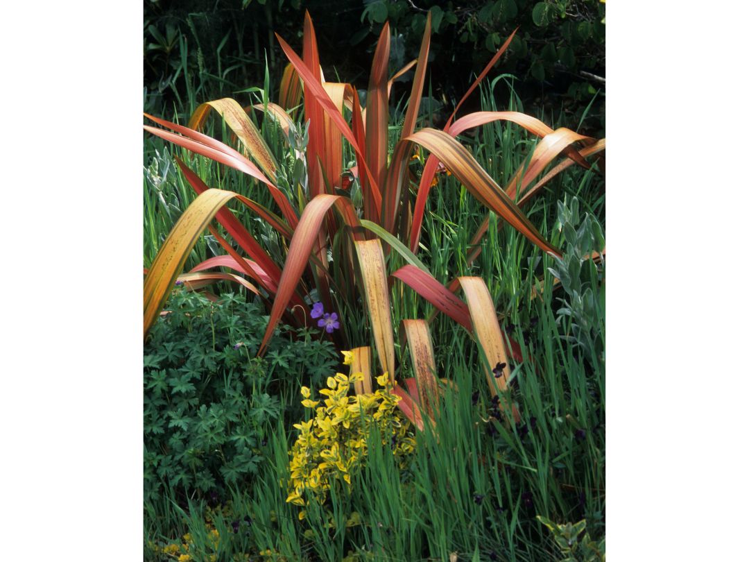 colorful flax plant as a focal point in a garden