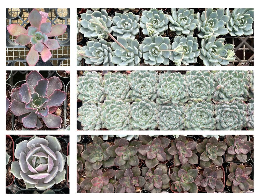 First row: Echeveria ‘Afterglow’ with lots of (blue) Echeveria Species (think Echeveria 'Arctic Ice’). Second row: Echeveria ‘Pink Frills’ with lots of Echeveria Setosa Deminuta. Third row: Echeveria ‘Lola’ with lots of Echeveria ‘Chroma’