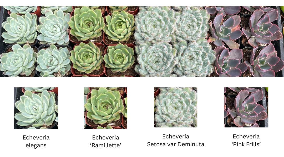 Top shows two rows of four echeveria varieties. Bottom shows single photos of each variety, labeled as Echeveria elegans, Echeveria 'Ramillette', Echeveria Setosa var Deminuta, and Echeveria 'Pink Frills'