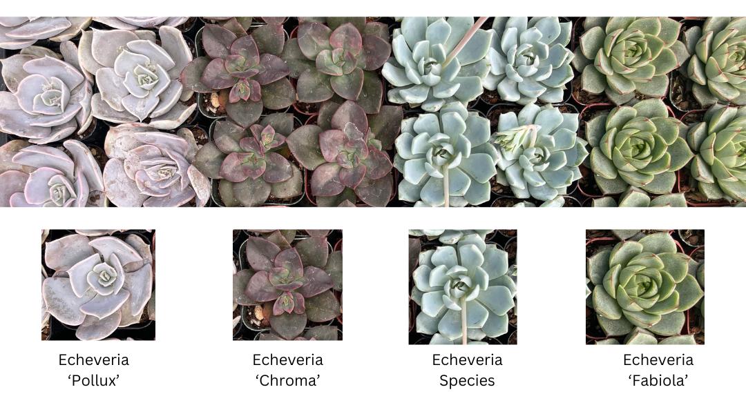 top photo shows two rows four echeviria varieties lined up side by side. Single photos of each variety are below, with captions that read, Echeveria 'Pollux', Echeveria 'Chroma', Echeveria Species, and Echeveria 'Fabiola'