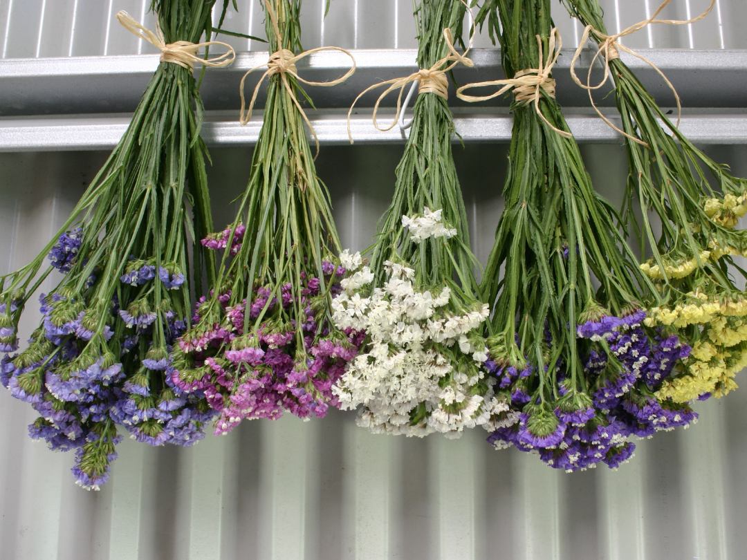 four hanging bunches of dried statice flowers