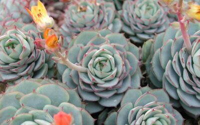 Echeveria Types: 13 Exceptional Varieties to Know