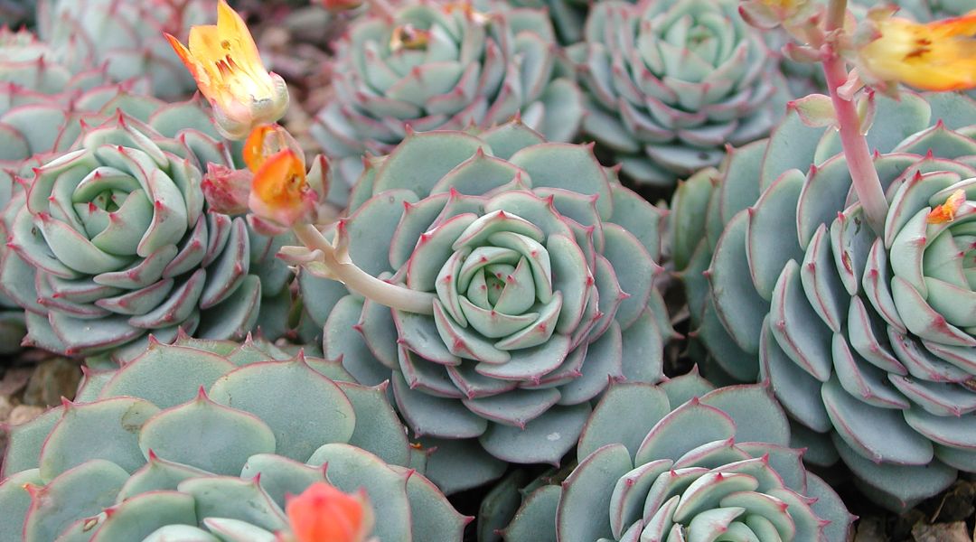 green echeveria succulent plants with small orange flowers on some of them