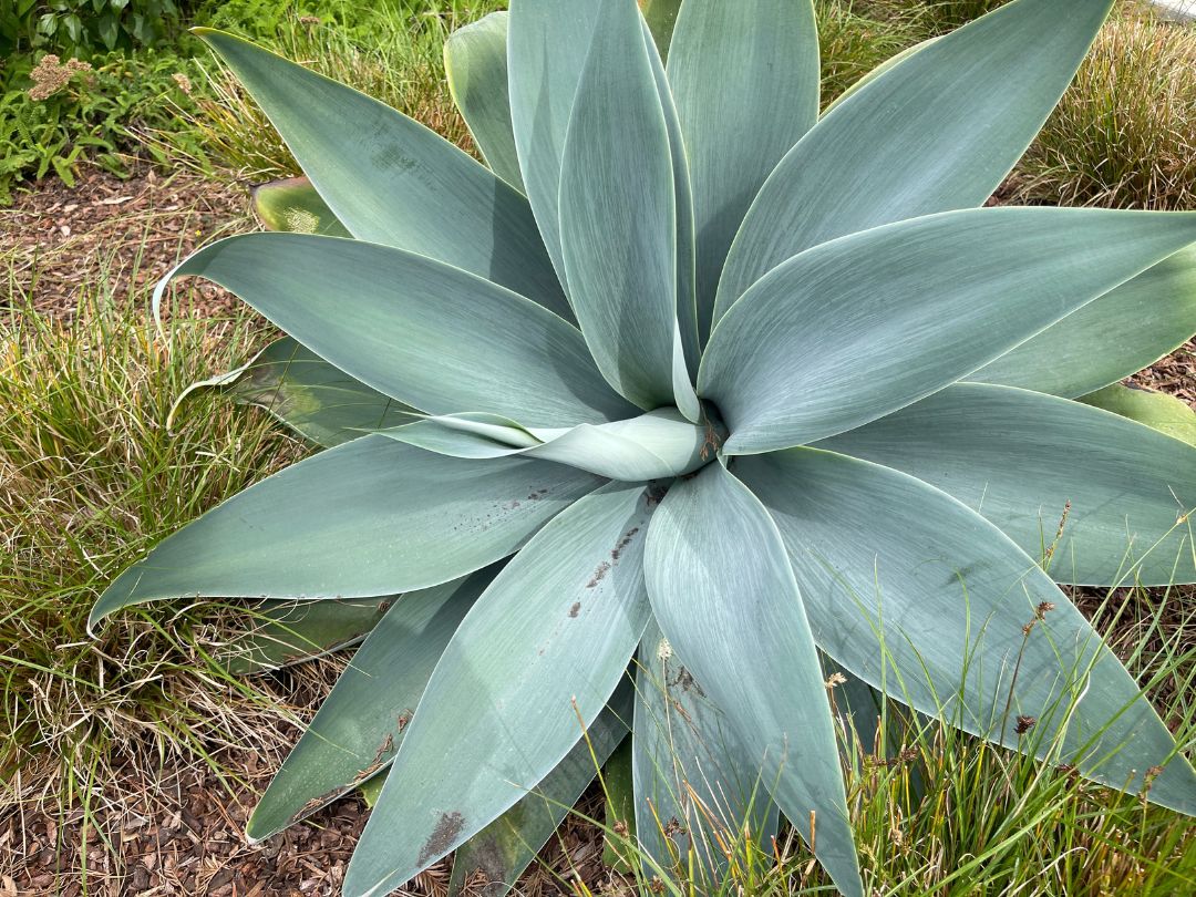Agave attenuata ‘Nova’ plant surround by tufts of grass