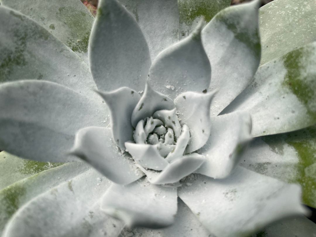 Close up on a dusty blue colored succulent, Dudleya brittonii