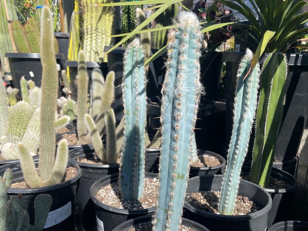 Many plastic nursery pots with various succulents and cacti including three blue succulents, Pilosocereus azureus.