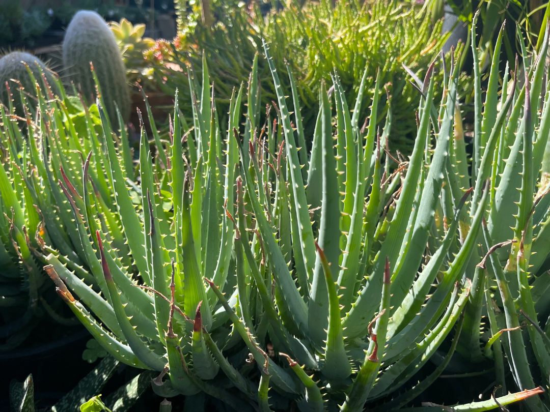 A garden with Aloe ‘Blue Elf’ plants in the foreground with other succulents in the background