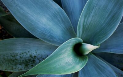 5 Cool & Blue Succulents