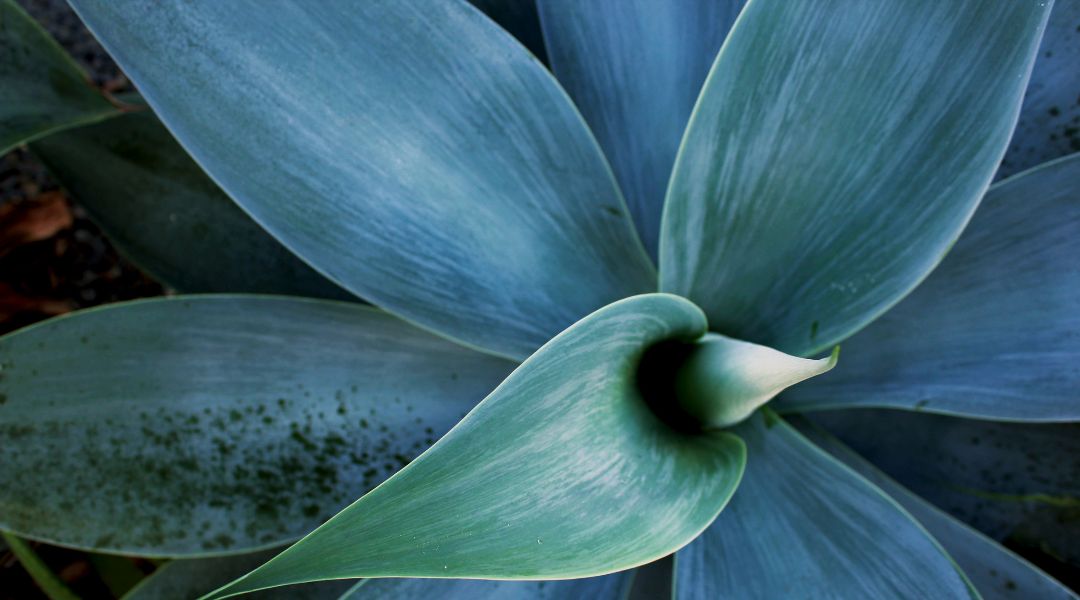 close up on blue succulents leaves from above,