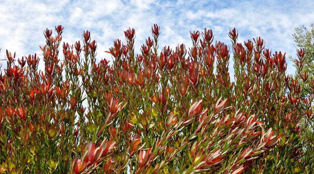 field of red Leucadendron with blue sky and white clouds in background