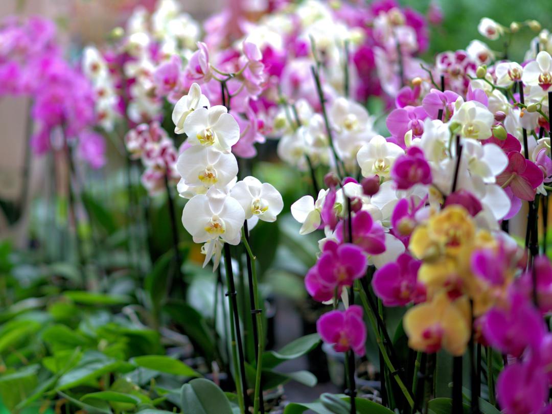 orchids growing in a garden -white, purple, yellow and green leaves