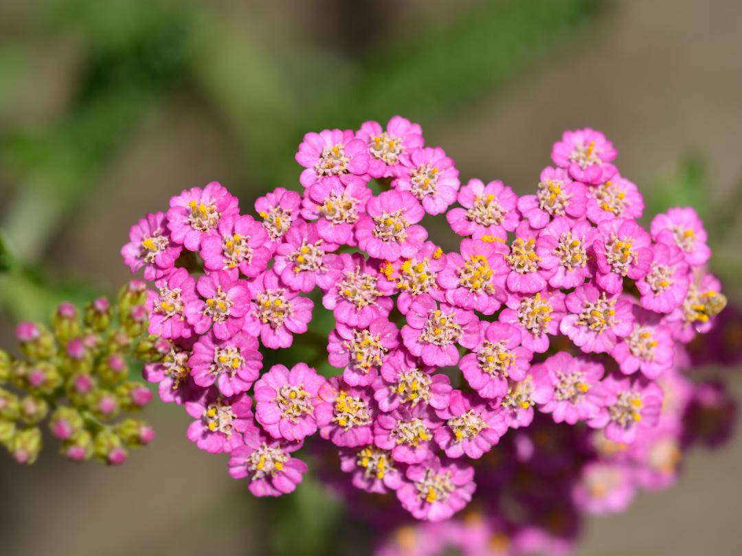 cluster of pink yarrow flowers on a branch with blurred outdoor background 