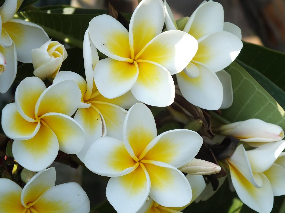 close up of a cluster of plumeria flowers that are white with yellow centers growing outdoors